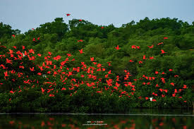 caroni bird sanctuary