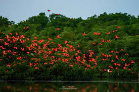 caroni bird sanctuary